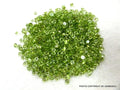 10 AAA Peridot Cabochons: 3mm Round Green Gemstones